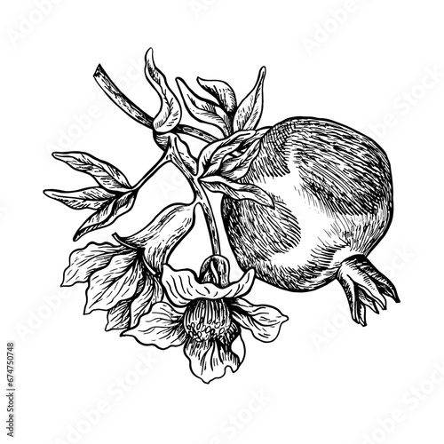 Wallpaper Mural Pomegranate on a blossoming branch, hand drawn black and white graphic vector illustration. Isolated on a white background. For packaging, banners and menus, textiles and posters. Torontodigital.ca