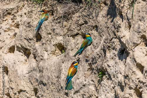 Bienenfresser (Merops apiaster) photo