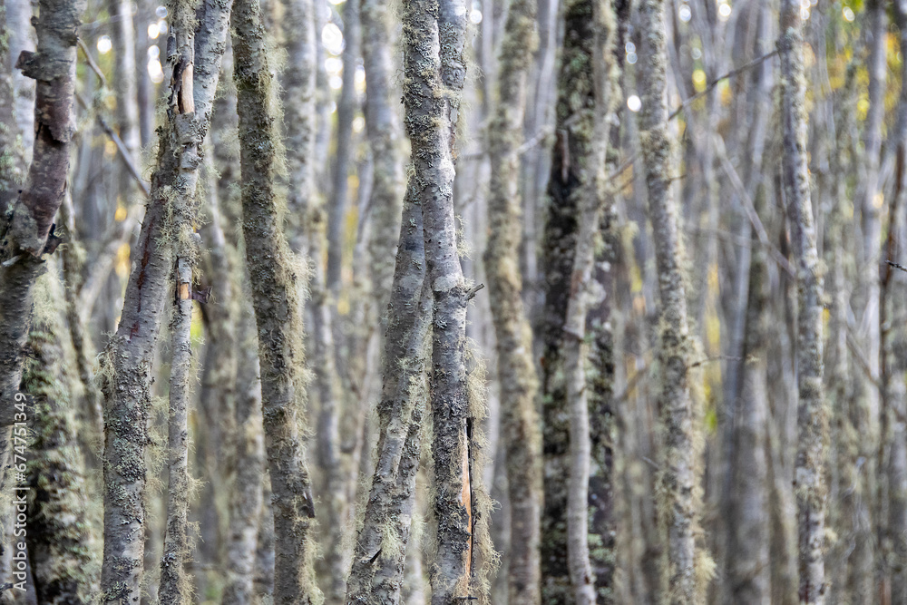 Low angle shot big tall trees landscape, tierra del fuego, argentina