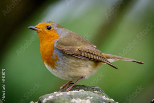 robin on a branch