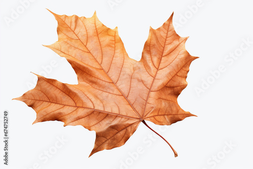 Autumn-dried maple leaf isolated on a white transparent background