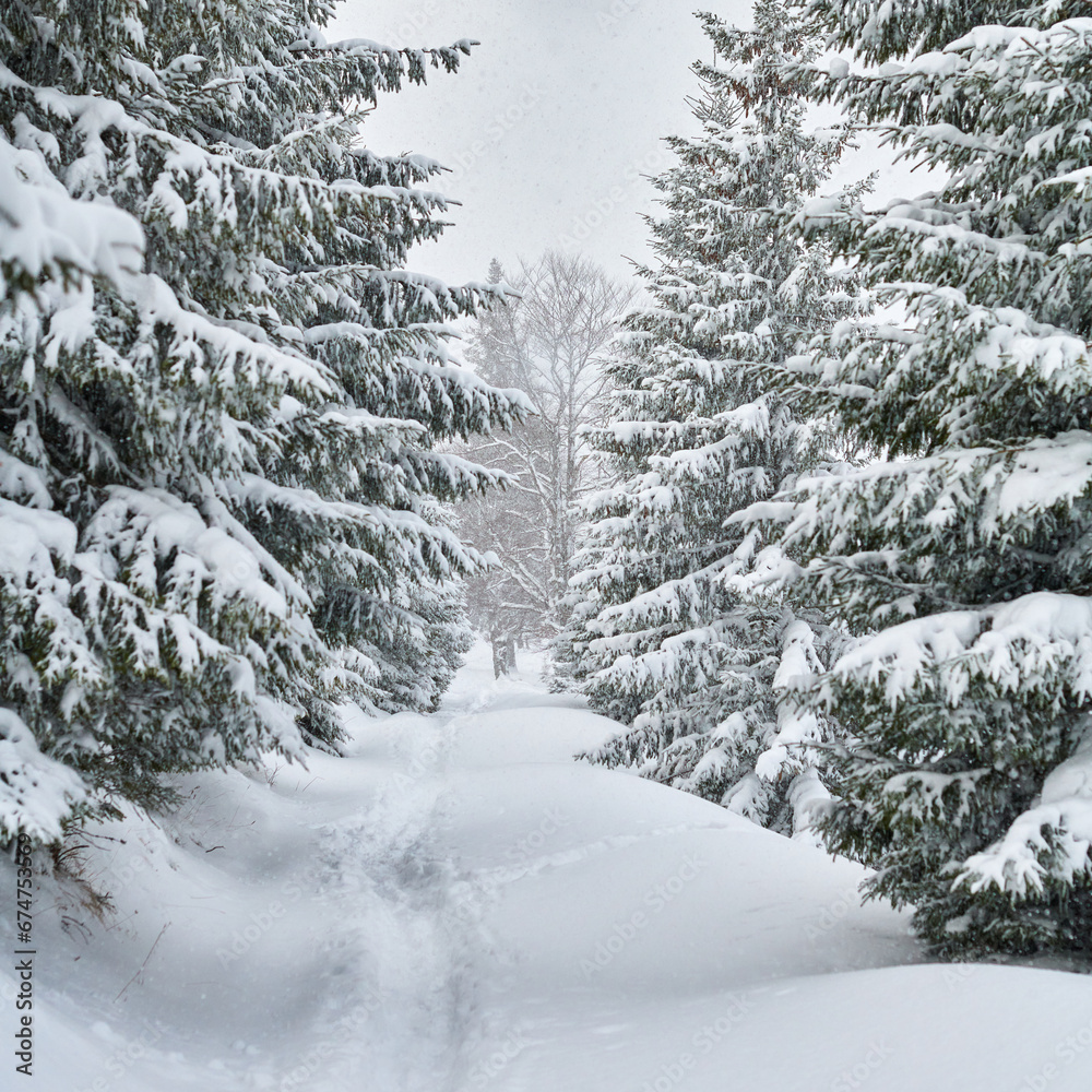 Naklejka premium winter landscape with snow covered trees
