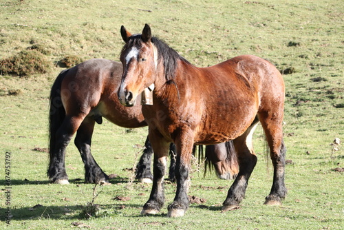 Wild horses in Picos de Europa