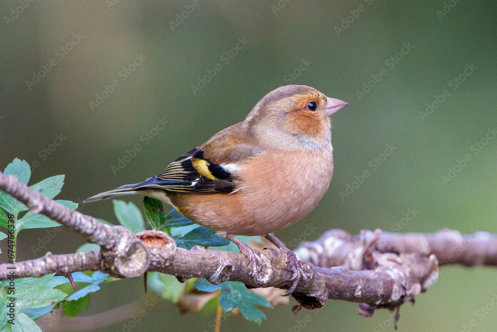 Fototapeta premium chaffinch