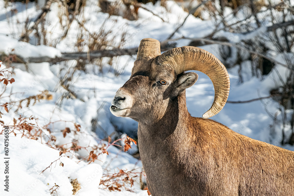 Closeup of a Bighorn Sheep Ram in a snow-covered landscape of Yellowstone National Park Wyoming Closeup of a Bighorn Sheep Ram in a snow-covered landscape of Yellowstone National Park Wyoming
