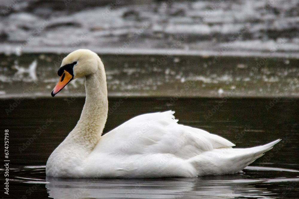 Obraz premium swan on the lake