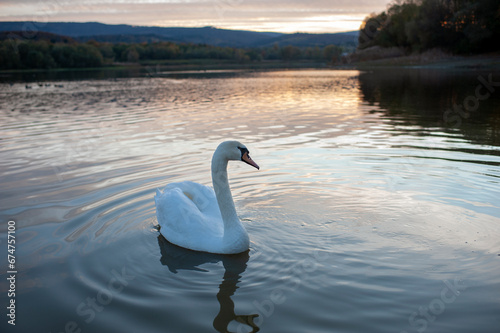 beautiful white swan on sunset background