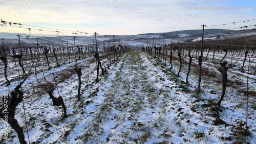 Aerial view of a vineyard row in winter as the camera moves down the row with snow on a cloudy afternoon, Poysdorf, Lower Austria, Austria. photo