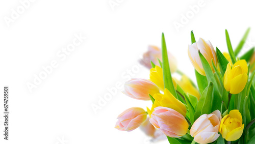 Pink blooming tulips and iris flowers close up over white background