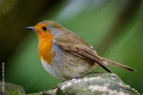 robin on a twig