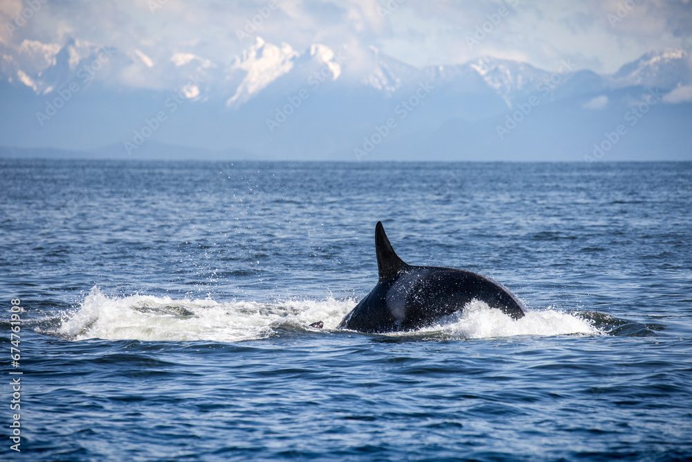 Naklejka premium Group of orcas hunting in the Strait of Georgia, seen while a whale watching tour in Vancouver BC.