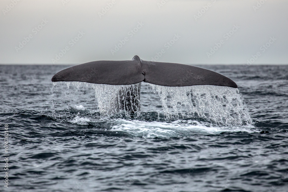 Obraz premium Fin from a humpback whale