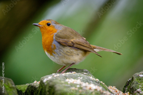 robin in the grass