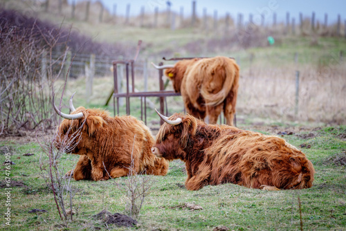 highland cow and calf