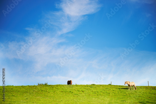 Blue sky, field and horses with nature, summer and environment with ecology, sustainable and peace. Countryside, animals and journey with adventure, grass and outdoor with stallion, freedom or spring