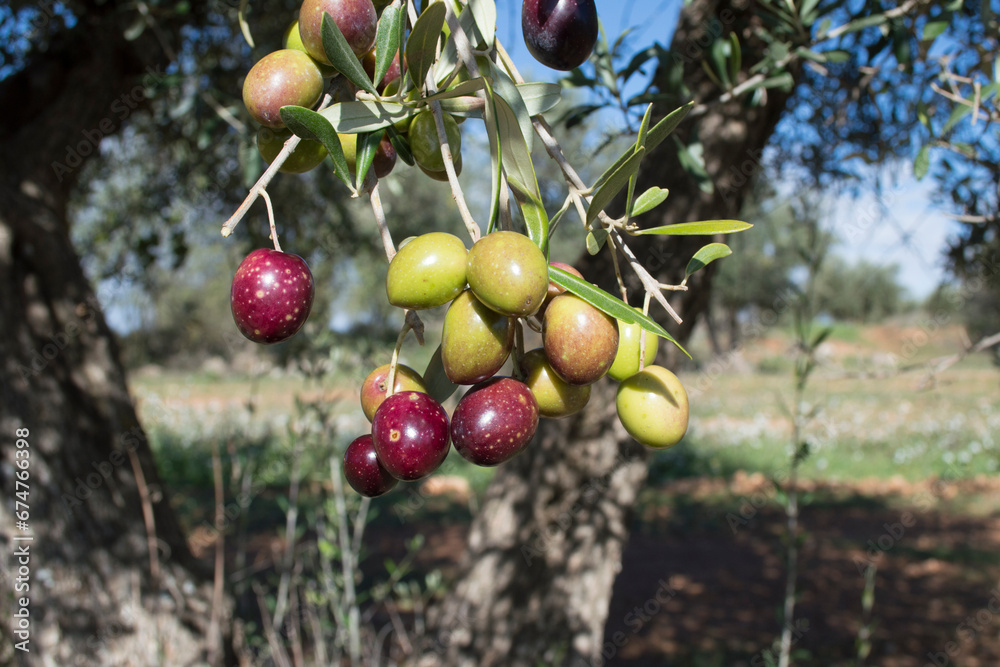 Obraz premium Aceitunas picual maduras