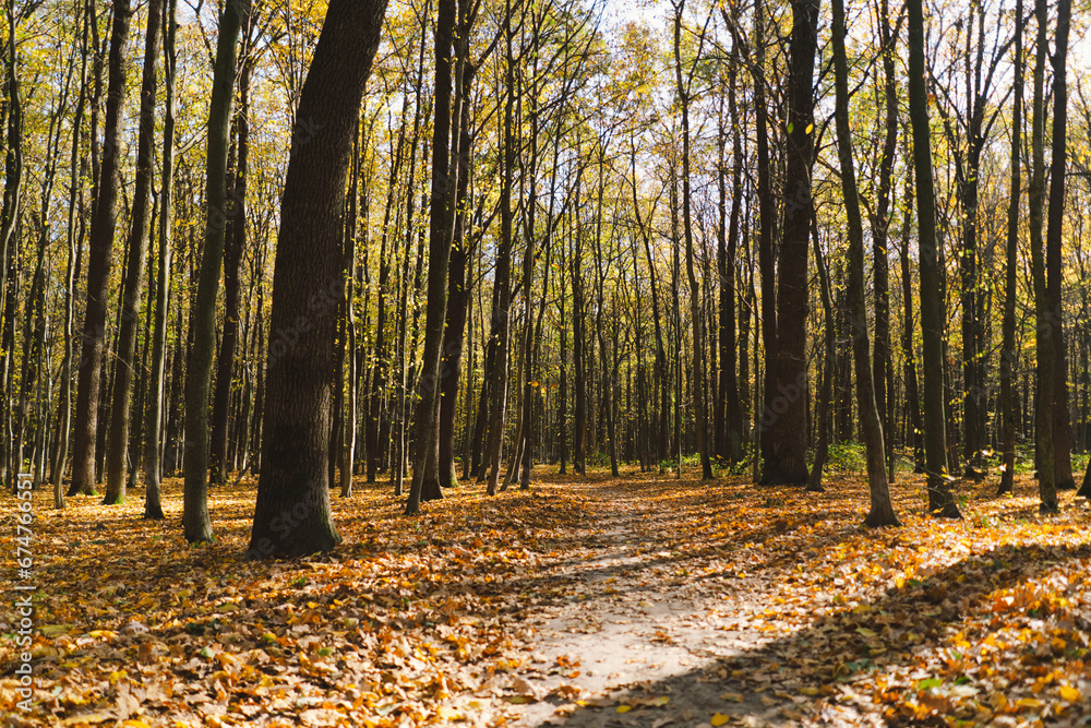 Fall in the forest. Forest autumn in sunny autumn weather, autumn landscape, autumn trees. Fall in the forest. Forest autumn in sunny autumn weather, autumn landscape, autumn trees.