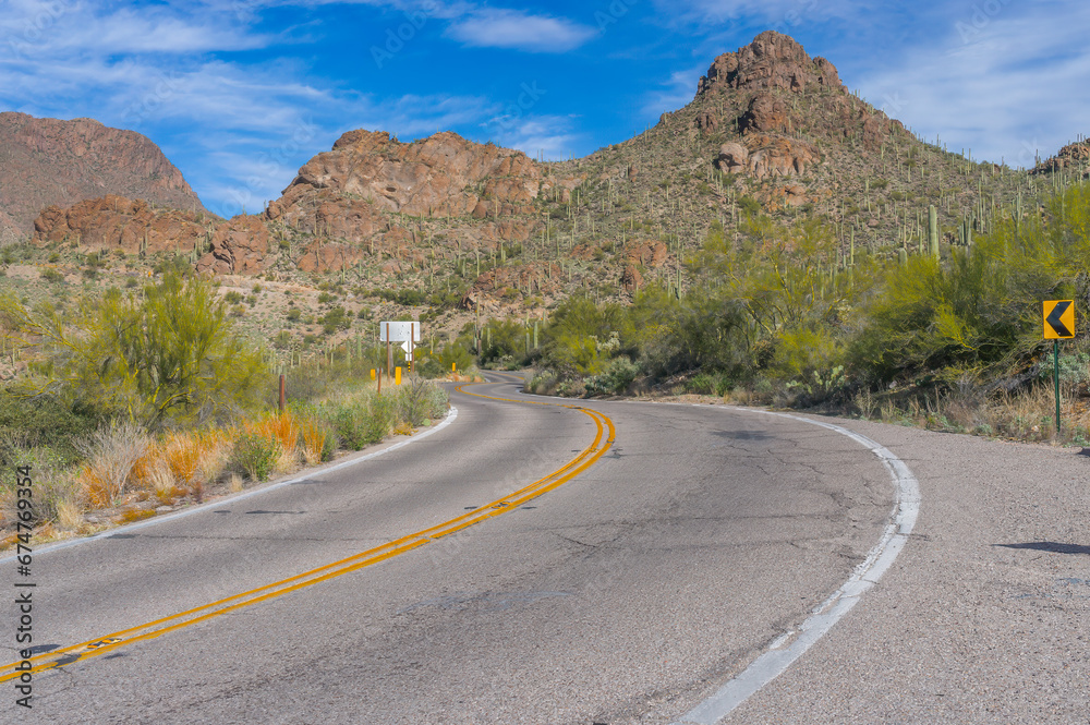 Fototapeta premium Saguaros in Tucson, Arizona