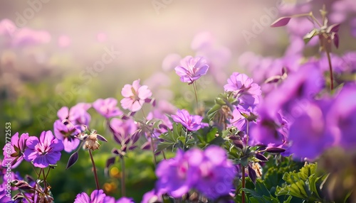 Wallpaper Mural Geranium flower in field with blur background Torontodigital.ca