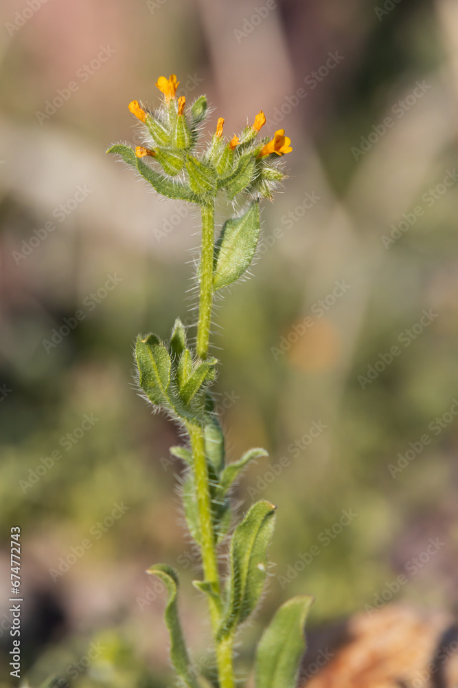 Cryptantha, small orange desert flowers Cryptantha, small orange desert flowers