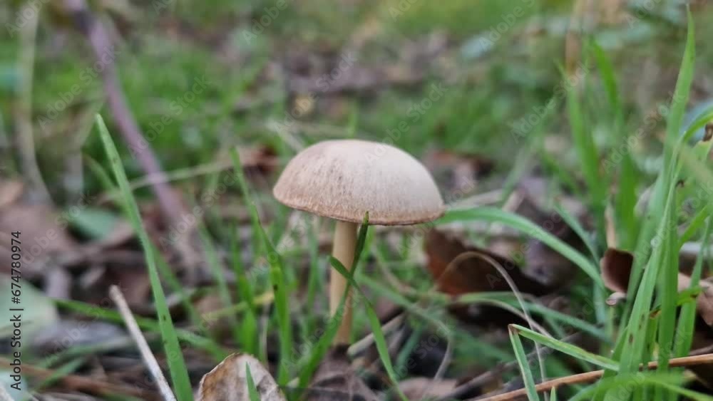Closeup tiny poisonous mushroom growing through the foliage Closeup tiny poisonous mushroom growing through the foliage