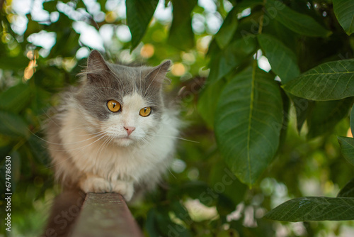 Wallpaper Mural Adorable young cat sits on the fence. Fluffy cat with dense wool is sitting on the fence. Torontodigital.ca