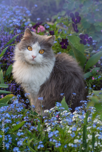 Blooming nature blue background with cat. Cat sits in spring blue forget-me-nots flowers.