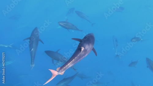 Slow motion of big bluefin tuna swim in tuna farm with many fish, Malta photo