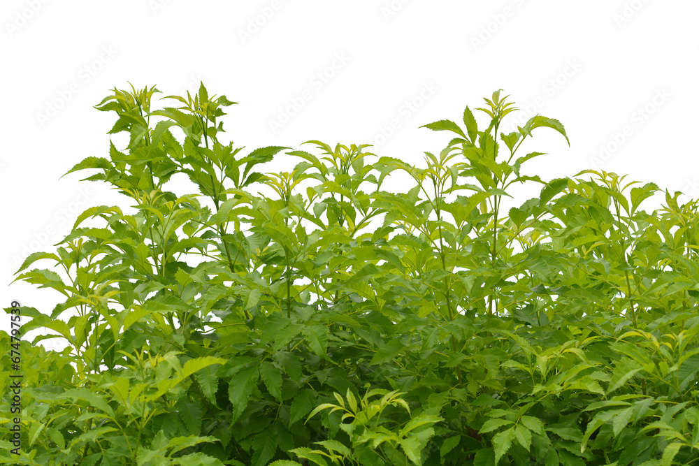 leaf isolated transparency background. leaf isolated transparency background.