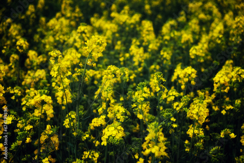 Rape is blooming in the field, full frame. Plant for the production of biodiesel.