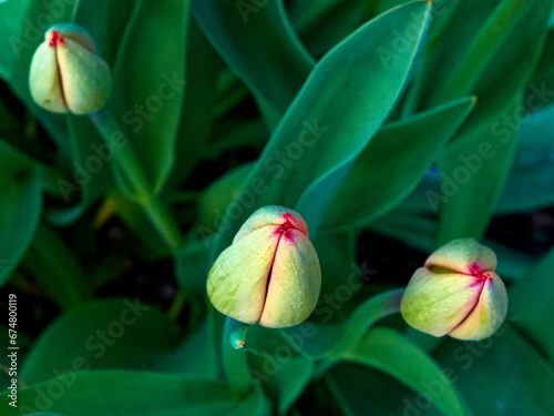 A close-up photo of three green tulip buds with red tips on a background of green leaves. A bud of a young tulip flower. Flower on the flowerbed.