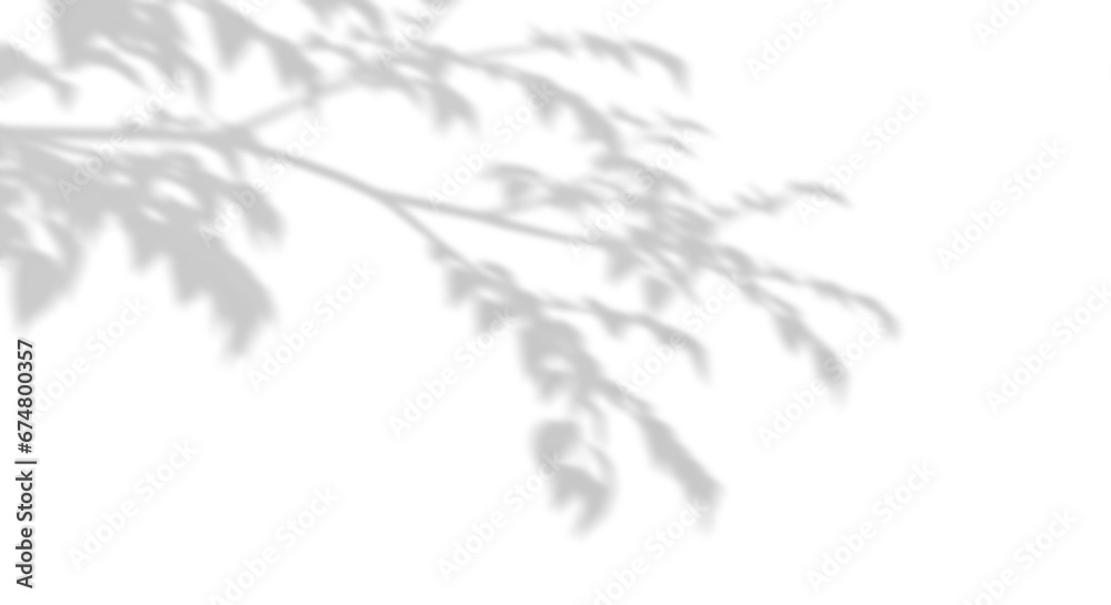 Real shadow tree branches shade on transparent backgrounds 3d render png Real shadow tree branches shade on transparent backgrounds 3d render png