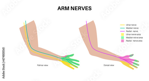 Nerves of the hand