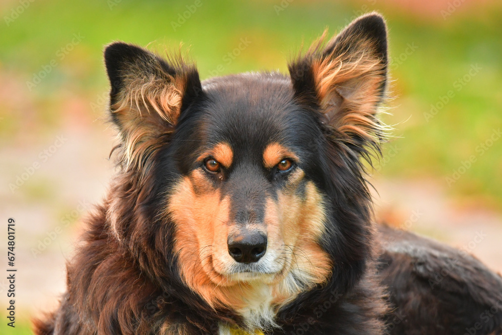 Fototapeta premium dog