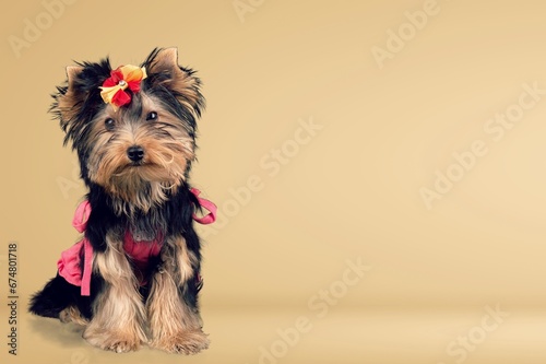 Beautiful cute puppy dog posing