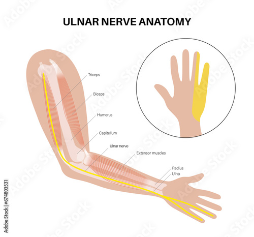 Ulnar nerve anatomy photo