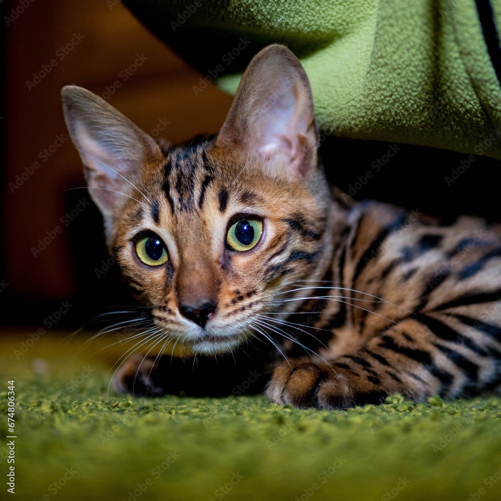 Bengal cat lies on a green background