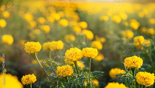 Marigold flower in field with blur background © Mangata Imagine