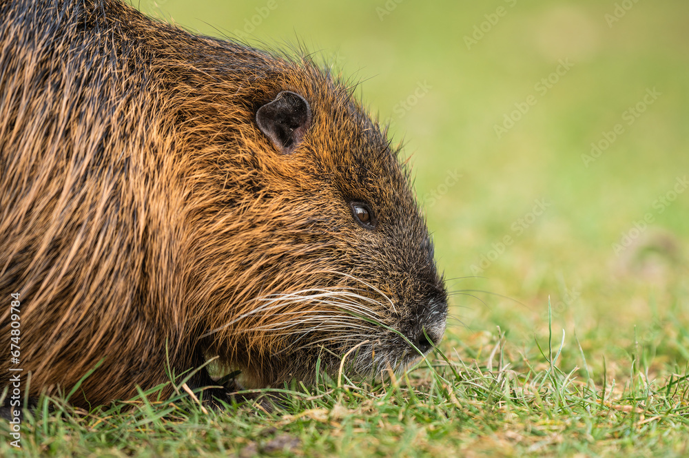 the nutria looking for food on the grass in the park the nutria looking for food on the grass in the park