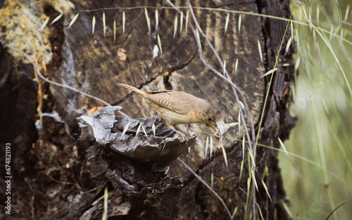 Chercán Troglodytes aedon photo