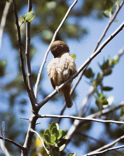 Chercán Troglodytes aedon photo