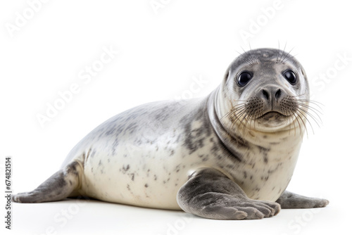 Baby of common seal on white background © Venka