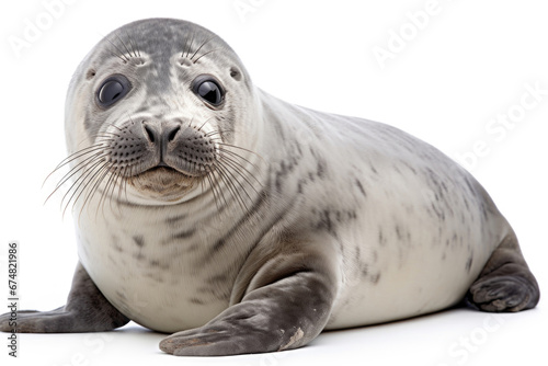Baby of common seal on white background photo
