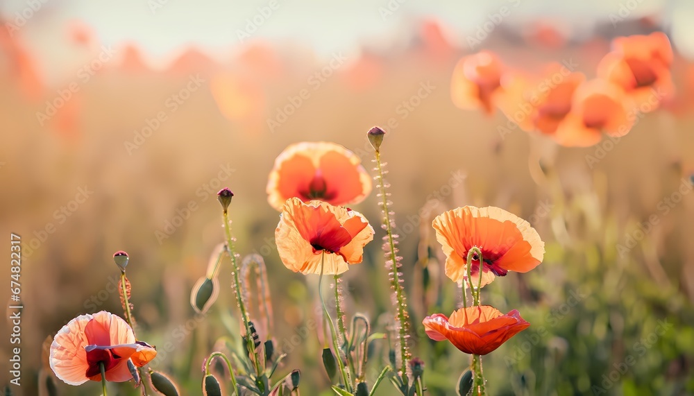 Obraz premium Poppies flower in field with blur background