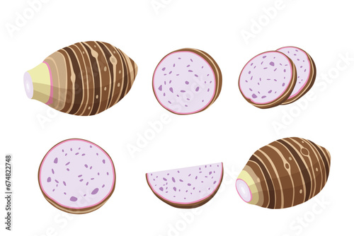 taro isolated on white background.vector cartoon style