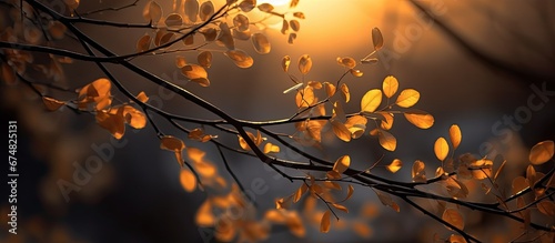The abstract background reveals a stunning nature scene where the warm orange sunlight illuminates the delicate leaves creating beautiful shadows against the backdrop of a black and dark ho