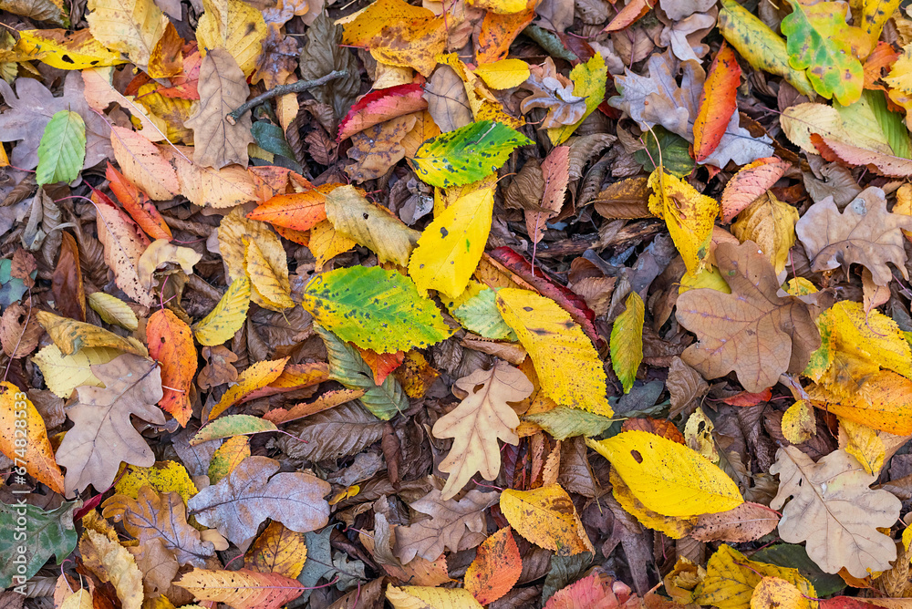 Multi-colored, bright fallen autumn leaves on the ground in the forest.