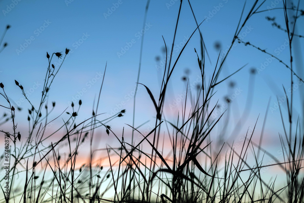 Silhouettes of plants against a blurred background of the sunset sky. Silhouettes of plants against a blurred background of the sunset sky.