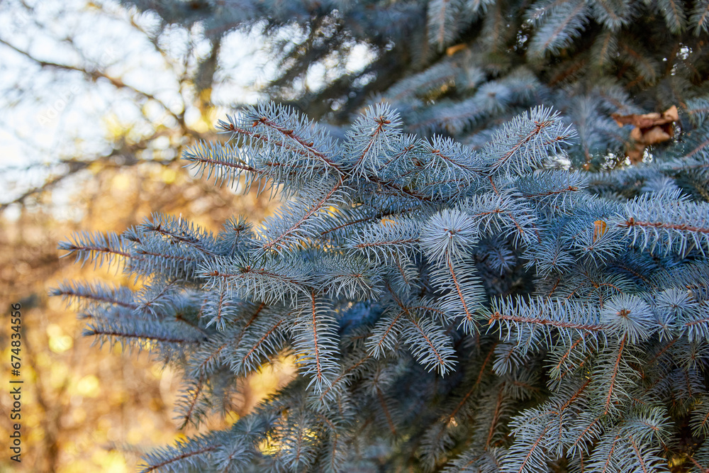 blue spruce branch in a city park.