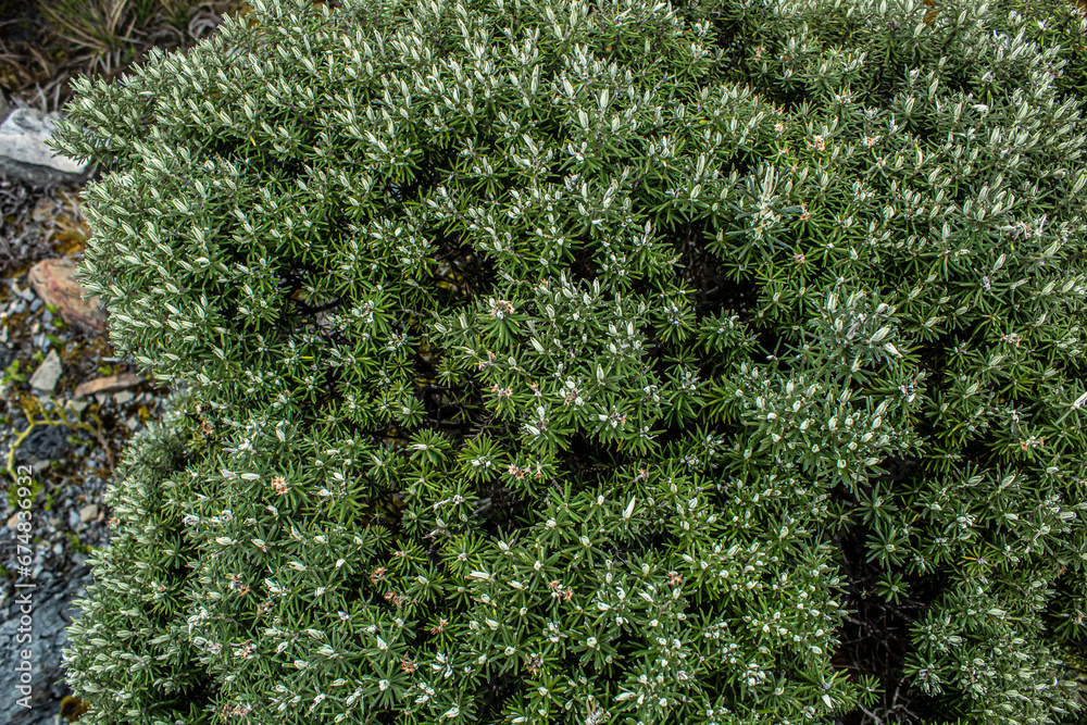 Paramo nature in the mountains of the Colombian Andes Paramo nature in the mountains of the Colombian Andes